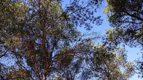 oruga-procesionaria-zaragoza-pinos-animales