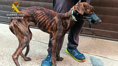 La intervenci&oacute;n del Seprona de la Guardia Civil de Zaragoza en una operaci&oacute;n contra un presunto delito de maltrato animal ha rescatado a tres perros en Tarazona.