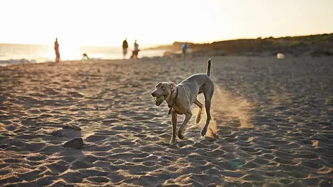 perro-playa