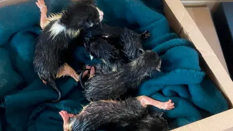 Una mujer de Barbastro est&aacute; siendo investigada por abandonar a cinco gatos reci&eacute;n nacidos en un contenedor.