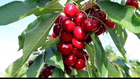 cereza