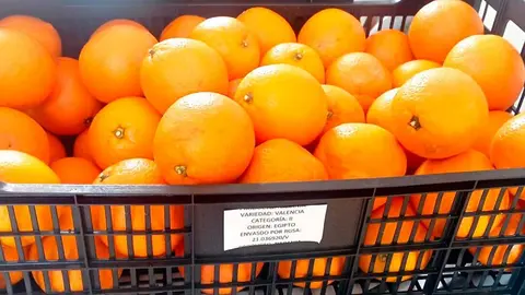 Naranjas de Egipto repartidas en un colegio aragon&eacute;s