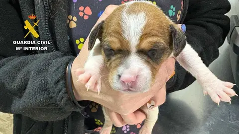 cachorros_abandonados_2