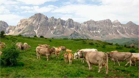 Imagen de archivo. Vacas en Tramacastilla.