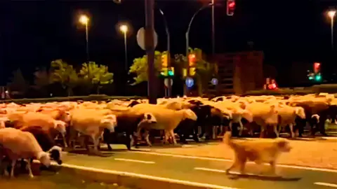 M&aacute;s de 1.000 ovejas han cruzado las calles de Zaragoza esta madrugada en una trashumancia que se repite cada a&ntilde;o.