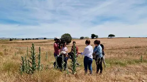 T&eacute;cnicos del Gobierno de Arag&oacute;n investigan el avance de la plaga. Foto: DGA