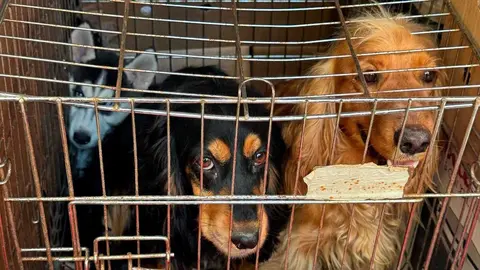 Once cachorros de perro han sido rescatados en El Gancho de Zaragoza cuando la Polic&iacute;a Local presenci&oacute; una venta ilegal.