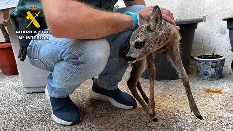 Una cr&iacute;a de corzo fue encontrada en una casa del barrio Casabalanca de Zaragoza, la cual estaba en perfectas condiciones.