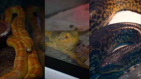 Algunos de los animales rescatados en Zaragoza