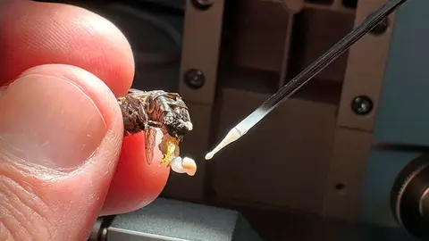 Trabajos de conservaci&oacute;n del material gen&eacute;tico de las abejas
