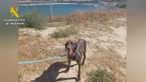 Un perro de raza Braco Alem&aacute;n ha sido rescatado en una balsa de riego de Bolea tras una semana desaparecido.