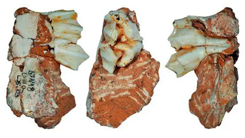 hallazgo-huesos-y-dientes-animales-prehistoricos