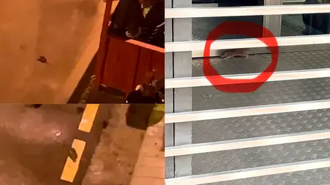 Vecinos del entorno del paseo Teruel han grabado varios avistamientos de ratas en las &uacute;ltimas semanas. Foto: AD