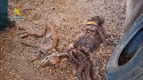 La Guardia Civil encontr&oacute; los cad&aacute;veres de 32 perros en estado de inanici&oacute;n en una finca de Badajoz.