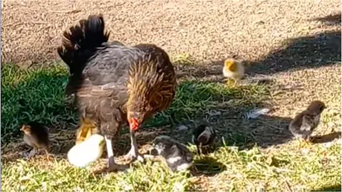 Gallinas Torrevieja (frame)