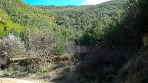 Estado actual de la masa forestal en Castiliscar (Zaragoza). Foto: Gobierno de Arag&oacute;n