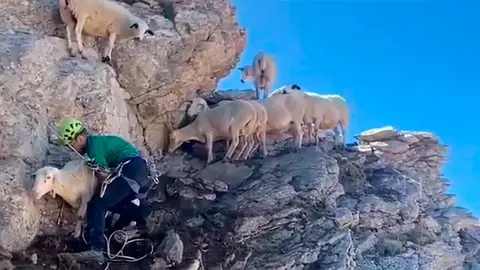 El Greim de Panticosa ha rescatado a 20 ovejas enriscadas
