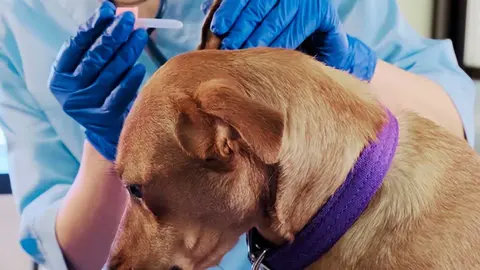 perro