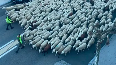 Ovejas volviendo del verano en el Aneto.