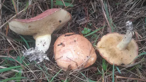 SETAS-PEQUE&Ntilde;AS-JES&Uacute;S-LAMATA