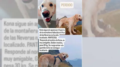 Se busca a Kona, un perro Golden mestizo cuya due&ntilde;a muri&oacute; el pasado fin de semana en Panticosa (Huesca). Foto: Redes Sociales.