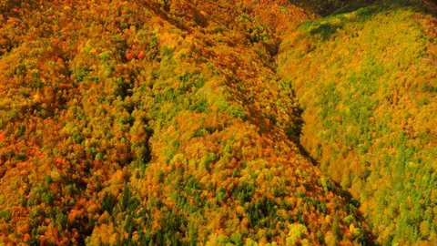 El bosque de colores. Foto: Gobierno de Arag&oacute;n