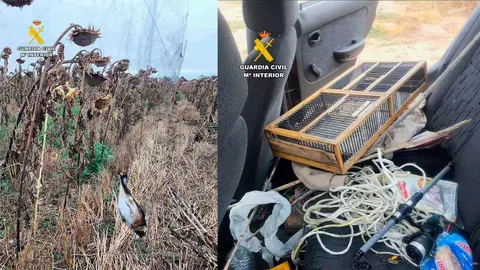 Dos personas llegaron a ser detenidas por colocar redes ilegales en un campo de girasoles del t&eacute;rmino municipal de La Sotonera para capturar aves.