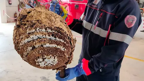 Los Bomberos de la Diputaci&oacute;n Provincial de Zaragoza han retirado un nido de avispa asi&aacute;tica en Borja.