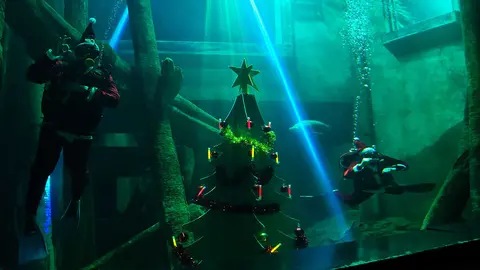 &Aacute;bol-Navidad-Acuario-Subacu&aacute;tico-1