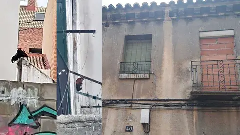 La Polic&iacute;a Local y Bomberos de Zaragoza han rescatado a cuatro gallos en una casa abandonada del barrio Delicias.