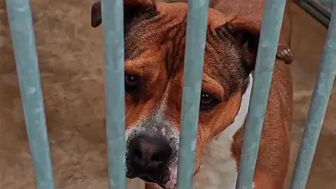 La Polic&iacute;a Nacional recuerda que una mascota no es un juguete y pide responsabilidad esta Navidad 2025.