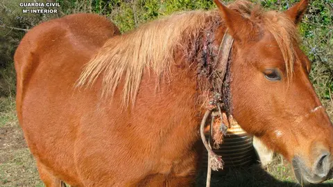La Guardia Civil de Huesca ha rescatado a una yegua con una grave herida en el cuello.