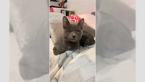 Alba, due&ntilde;a de una gata ciega llamada Nube, ofrece una recompensa de 1.000 euros a quien logre encontrarla desde que fue vista por &uacute;ltima vez el 6 de enero. Foto: AD