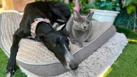La historia de Nube, una gata perdida en Zaragoza desde el 6 de enero, ha tenido final feliz tras localizarla sana y salva. Foto: AD