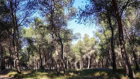 pinares-venecia-montes-torrero-zaragoza