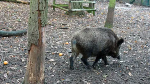 El departamento de Agricultura 128.965 euros por el control poblacional del jabal&iacute;. Foto: Departamento de Agricultura, Ganader&iacute;a y Alimentaci&oacute;n