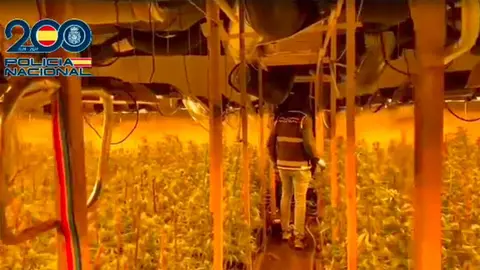 La plantaci&oacute;n indoor de marihuana se situaba en el pol&iacute;gono industrial del Portazgo en Zaragoza antes de ser desmantelada por la Polic&iacute;a Nacional.