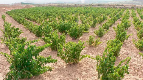 agricultura