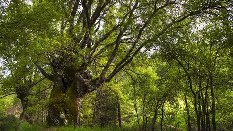bosque