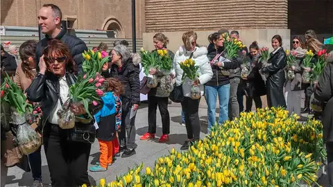 tulipanes