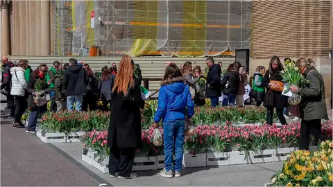 tulipanes4
