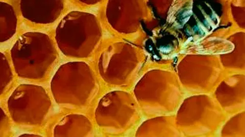 ABEJAS