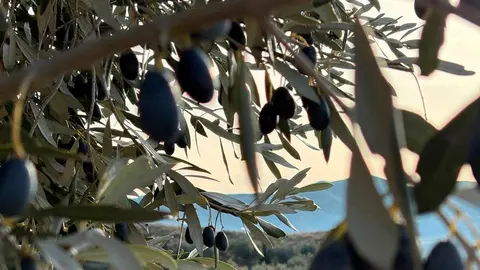 Olivos-oliete-aceite