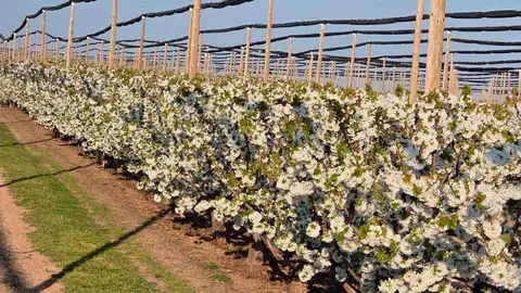 cerezos-ricla-100%-de-floraci&oacute;n-(2)