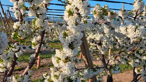 cerezos-ricla-100%-de-floraci&oacute;n-(3)