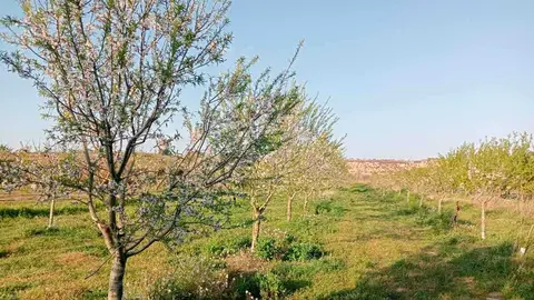 maella - almendro
