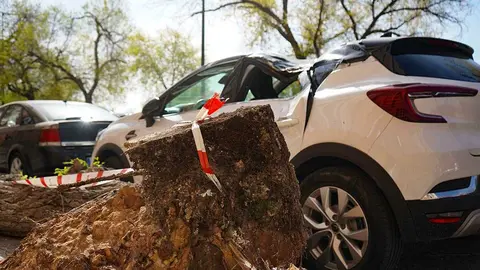 coche-aplastado-por-arbol-lf-10