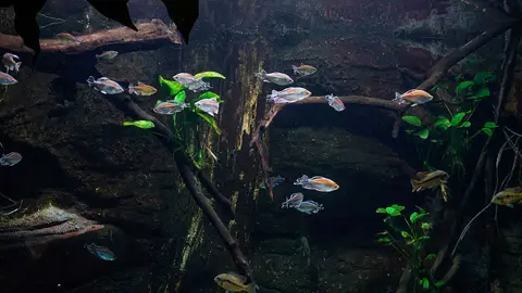 acuario