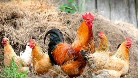 El departamento de Agricultura celebra el pr&oacute;ximo levantamiento de las medidas frente a la influenza aviar en toda la Comunidad. Foto: Gobierno de Arag&oacute;n