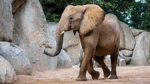 Imagen de la elefanta Miri. Foto: BIOPARK Valencia